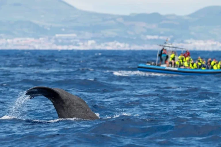 Futurismo Azores Adventures (Services - Tourism and Travel) in Ponta Delgada (Ilha de São Miguel - Açores)